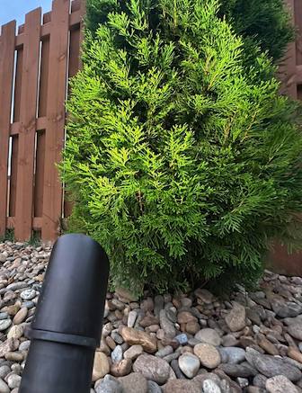 Close-up of green shrub with mulch and stone base